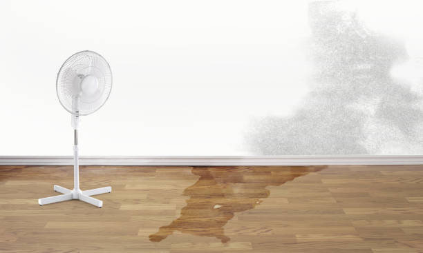 Best Water damage restoration near me  in Trenton, FL
